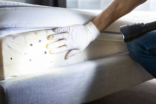 Best Ant Control Services  in Dickinson, ND